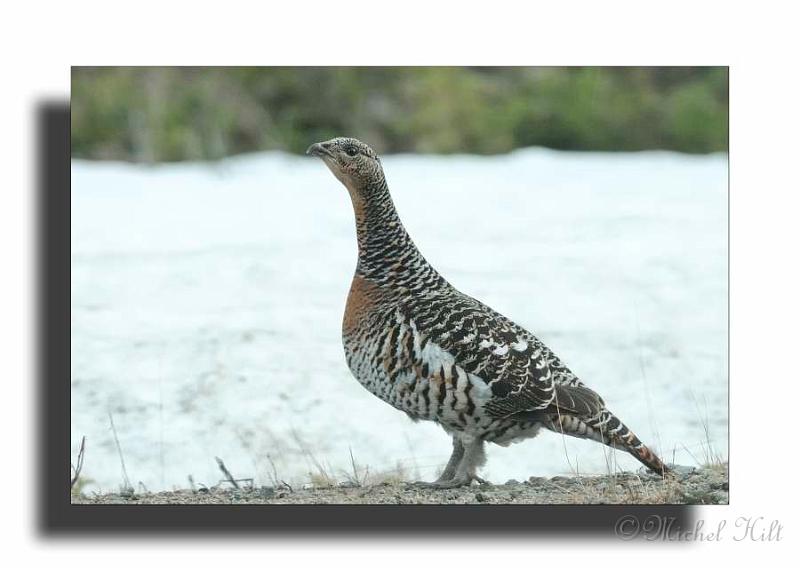 163-MH02512-poule de Grand tetra-tetrao uro gallus.JPG